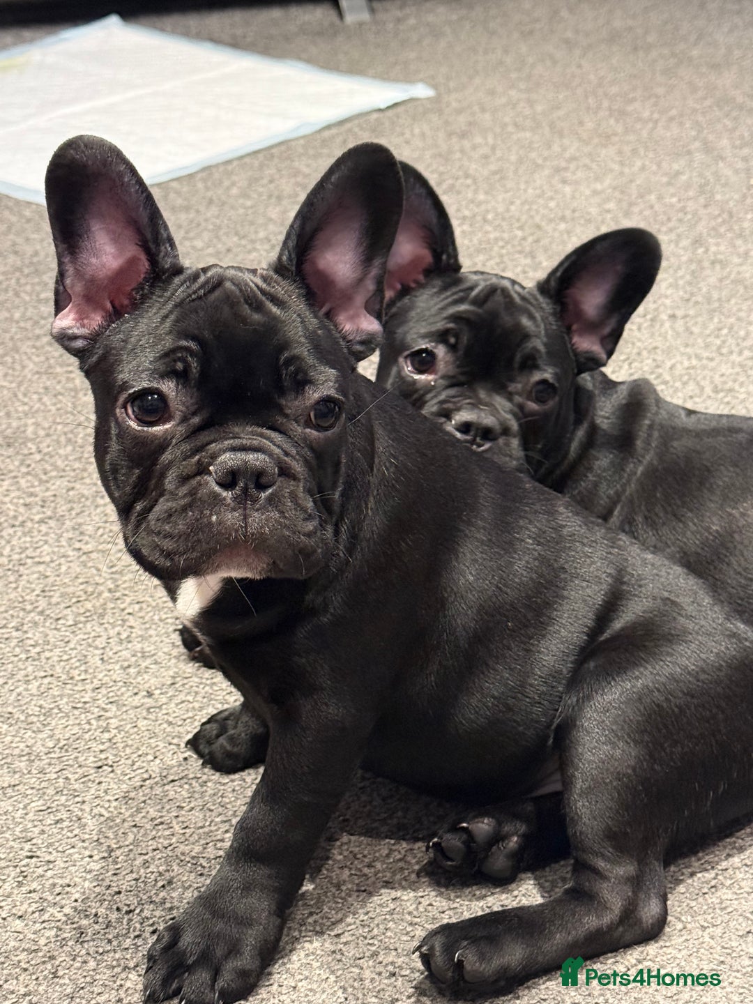 French Bulldog dogs for sale: French Bulldog Puppies 3 Months Old Girl and Boy  - Image 21
