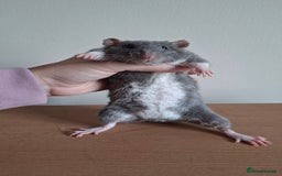 Rat rodents for sale: Baby rats - Image 4
