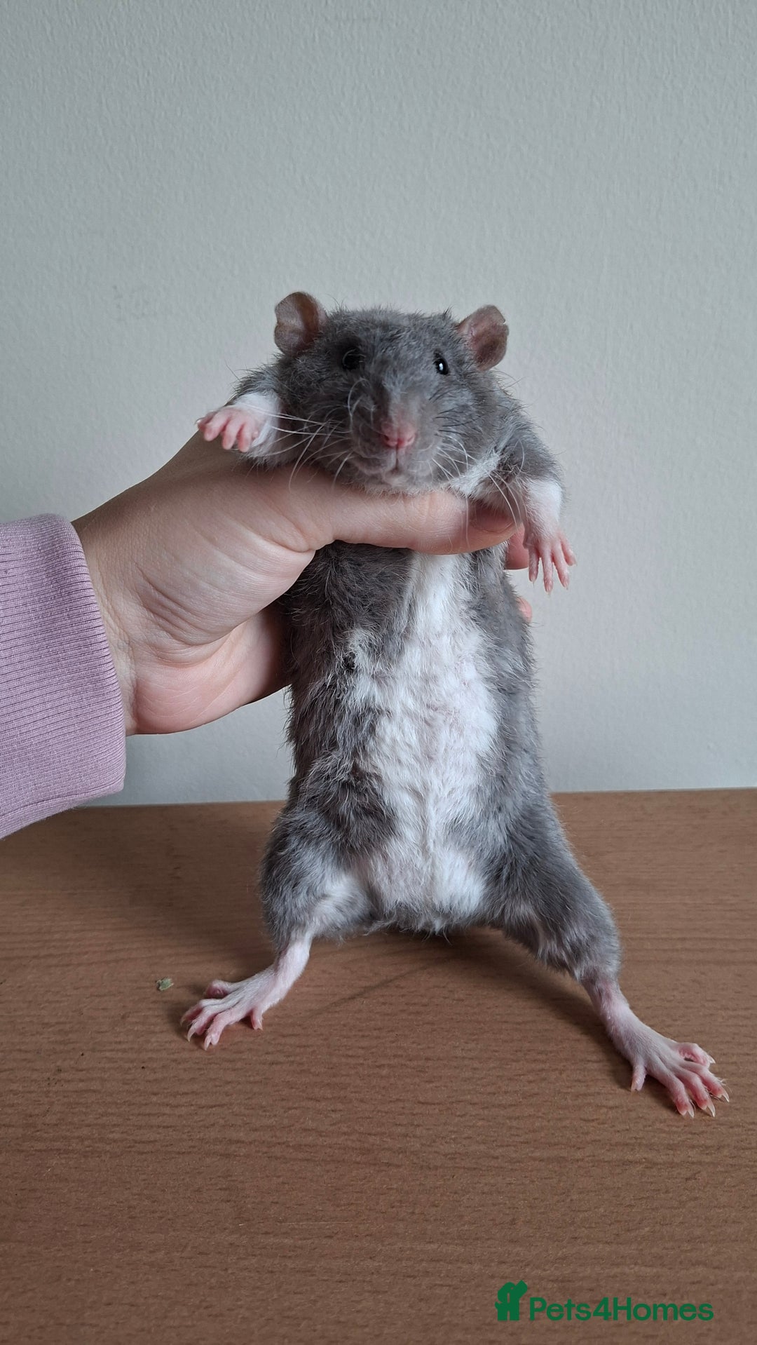 Rat rodents for sale: Baby rats - Image 4