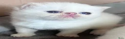 Exotic cats for sale: Colourpoint Exotic Shorthair kittens - Advert 5