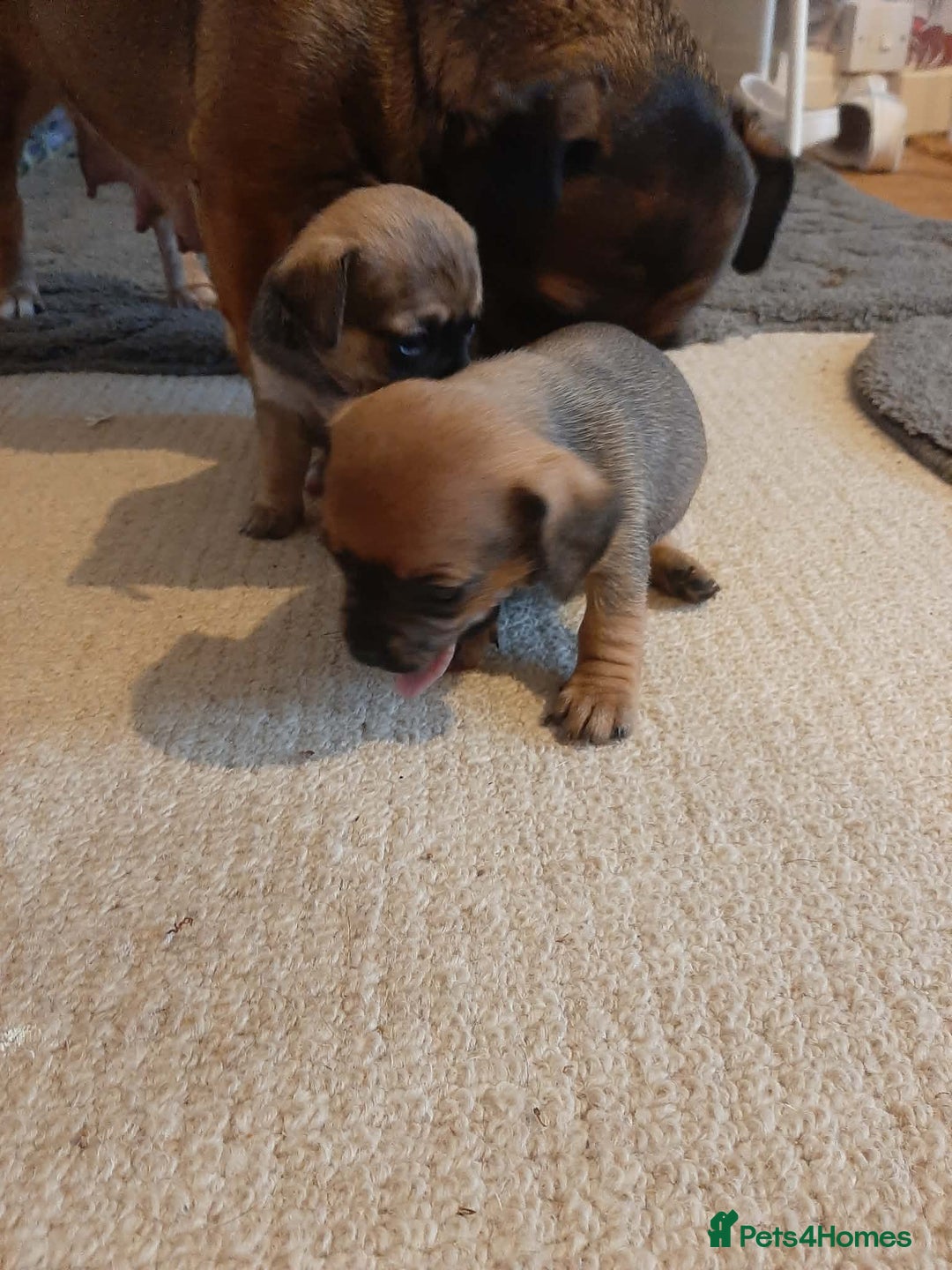 Jack Russell dogs for sale: For Sale  - Advert 5