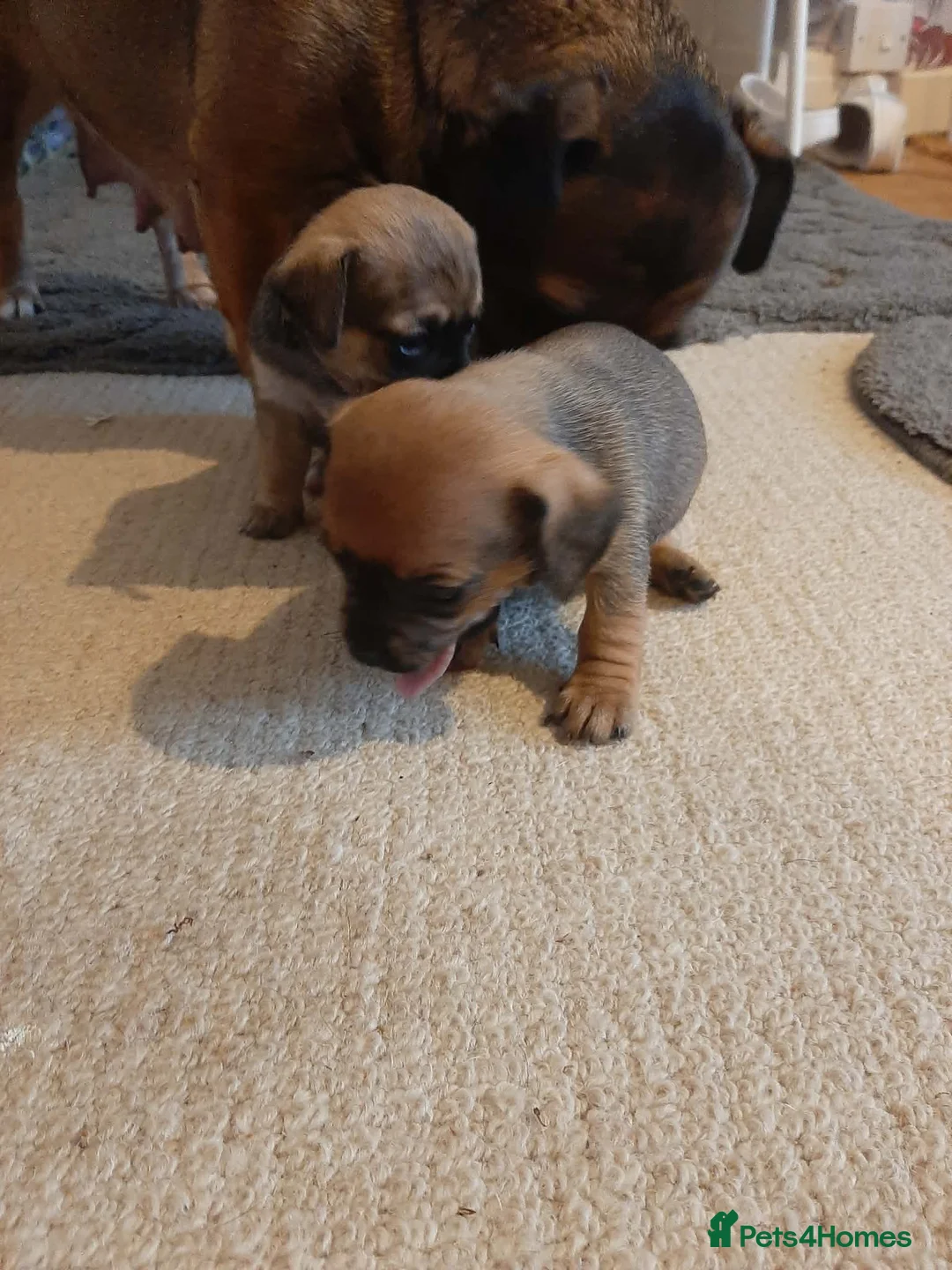 Jack Russell dogs for sale: For Sale  - Advert 5