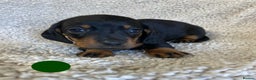 Miniature Dachshund dogs for sale: Miniature Dachshund Smooth Puppies KC Reg - Advert 4