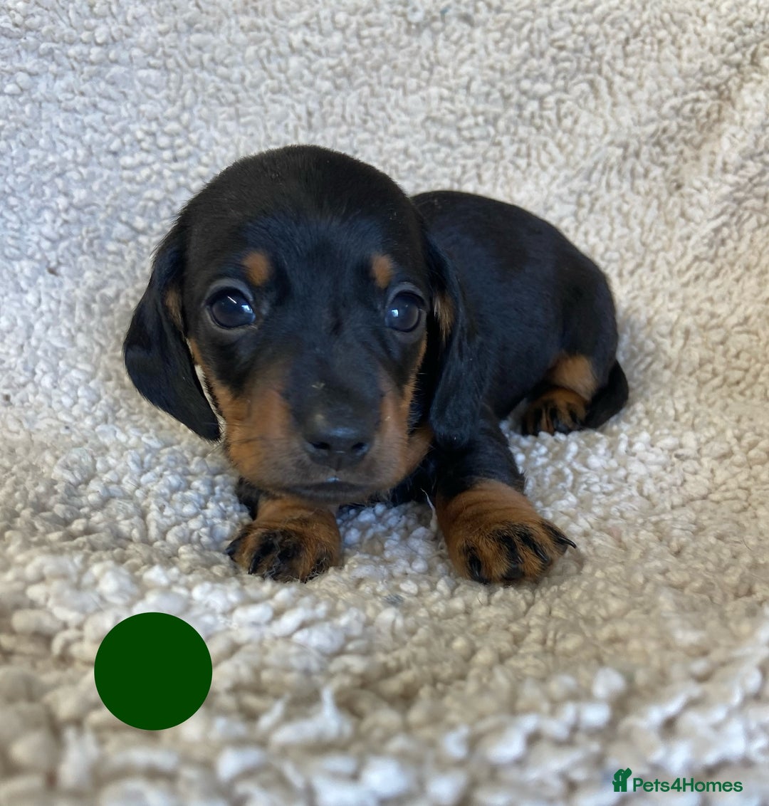 Miniature Dachshund dogs for sale: Miniature Dachshund Smooth Puppies KC Reg - Advert 4