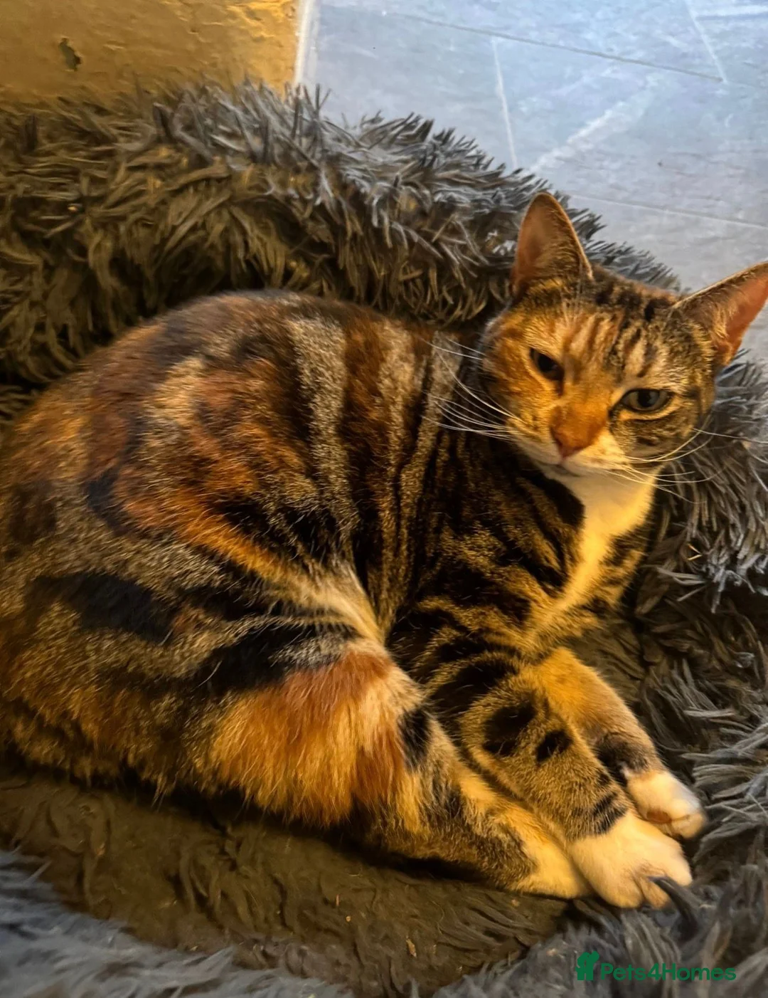 Mixed Breed cats for sale: Beautiful Affectionate Tri-Colour Cat 🩷 - Advert 2