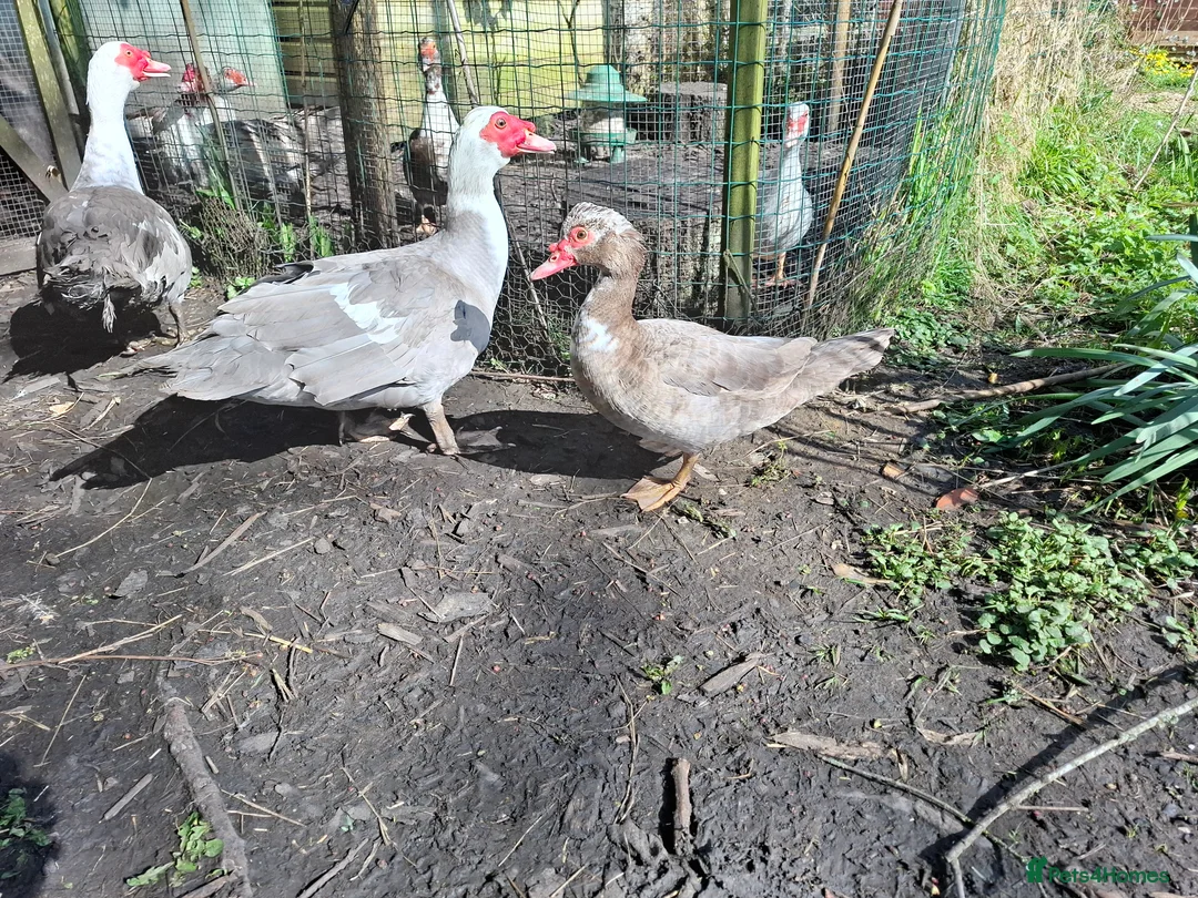 Ducks poultry for sale: Unrelated breeding pairs of Muscovy ducks - Advert 2
