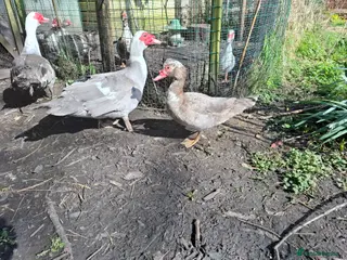 Ducks poultry Pairs of Muscovy ducks - Advert 3