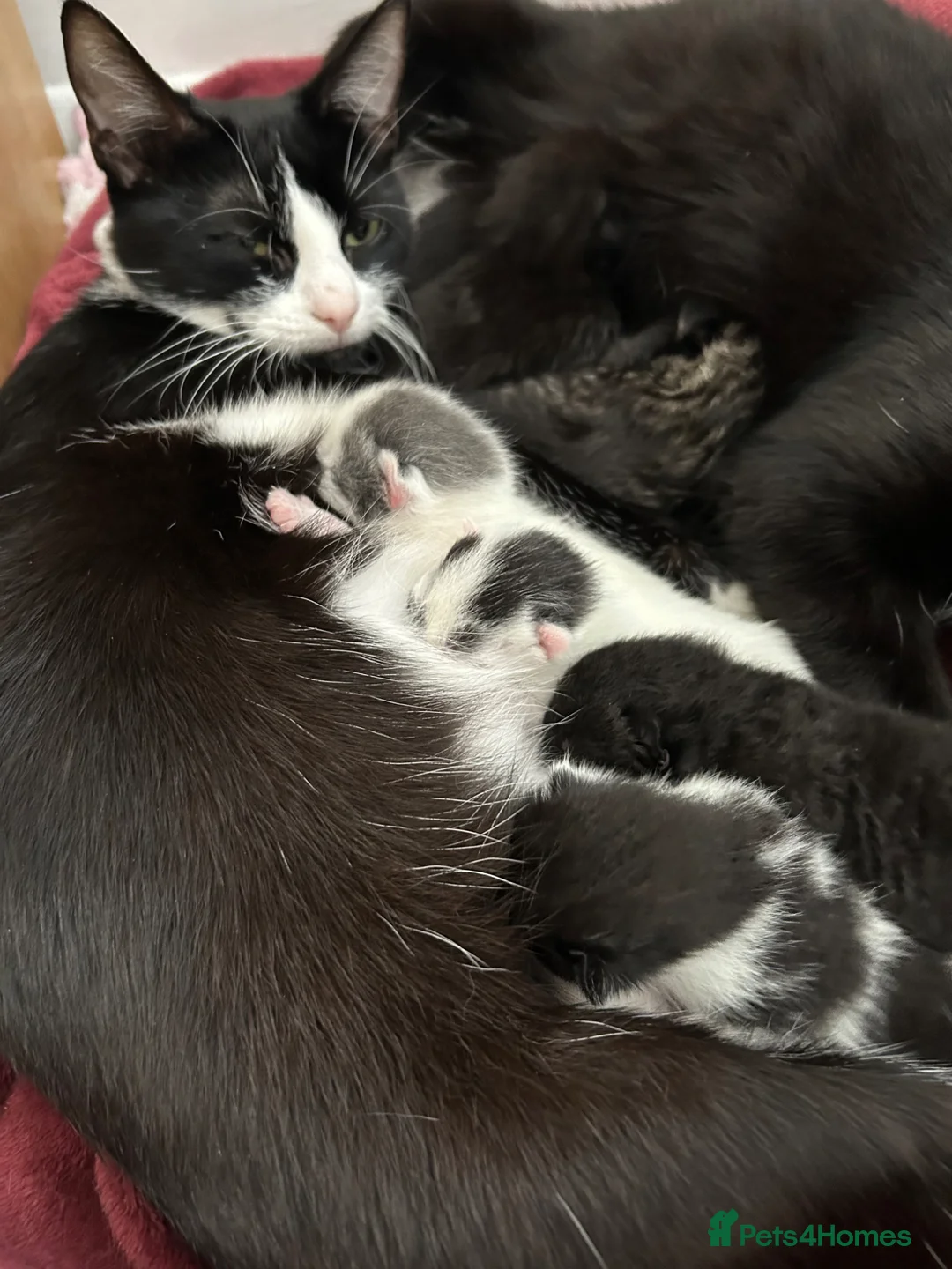 Mixed Breed cats for sale: Gorgeous girl  - Advert 1