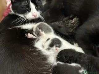 Mixed Breed cats Gorgeous girl - Advert 15