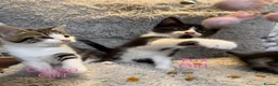 Domestic Shorthair cats for sale: ❤️🩵 Beautiful Kittens 🩵❤️ - Advert 5