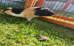 Guinea Pig rodents for sale: 2 male guinea pigs  - Image 2