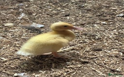 Ducks poultry for sale: 3 week old ducklings Muscovy cross off of heat  - Image 2