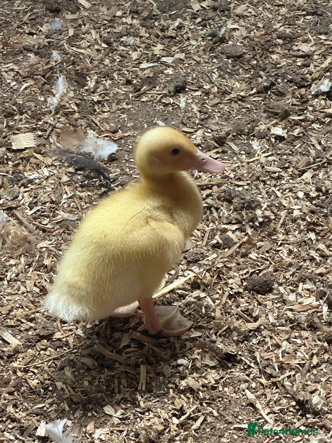 Ducks poultry for sale: 3 week old ducklings Muscovy cross off of heat  - Image 2