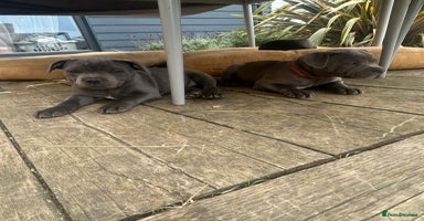 Staffordshire Bull Terrier dogs - Advert 5