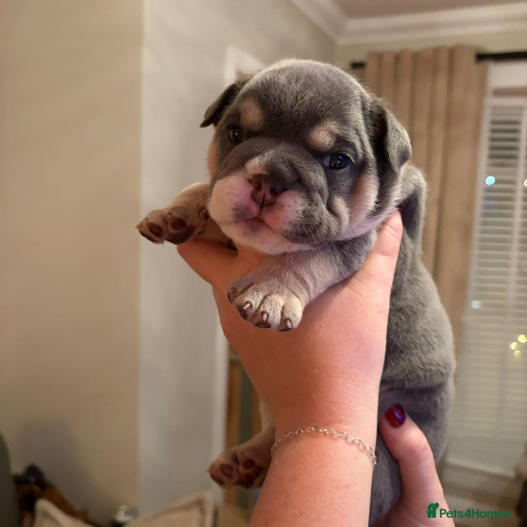 English Bulldog dogs for sale: Kc reg english bulldog puppy female  - Advert 4
