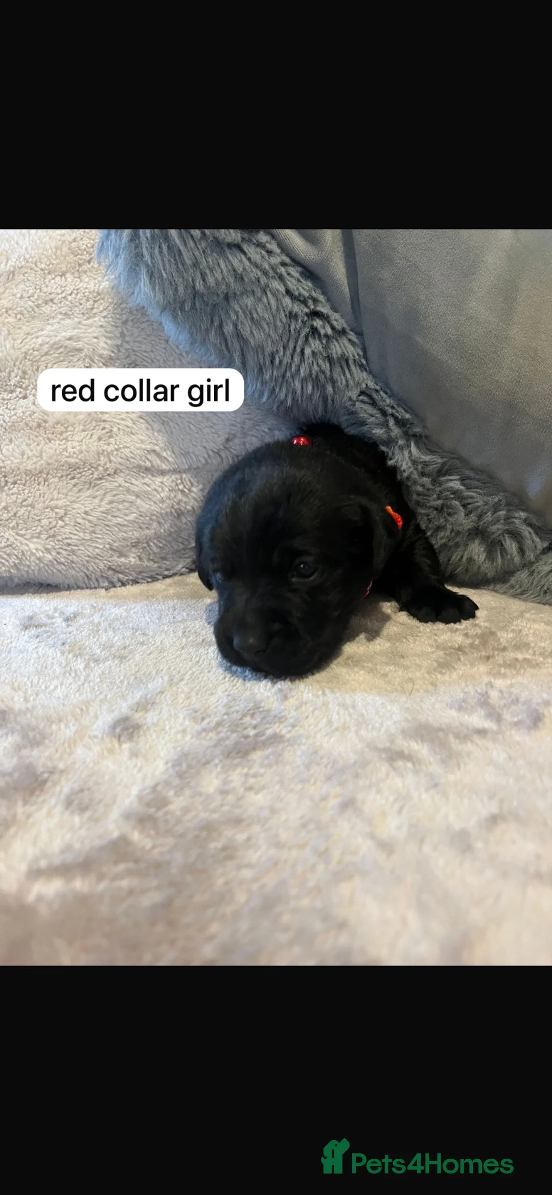 Labrador Retriever dogs for sale: Labrador Puppies - Advert 13