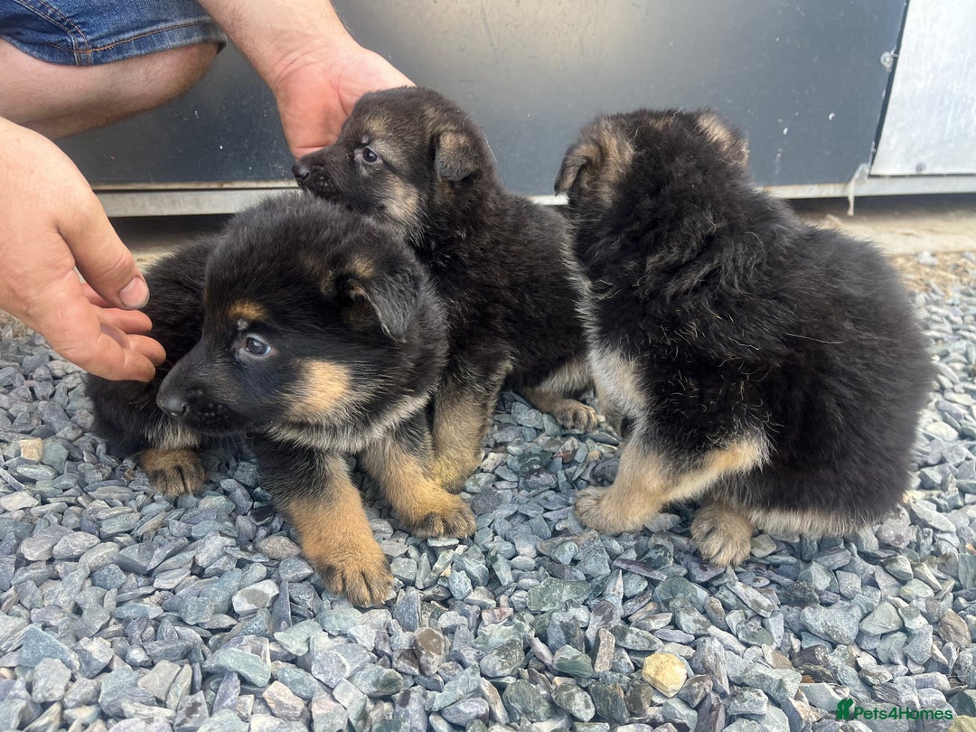 German Shepherd dogs for sale: German shepherd puppies  - Image 6