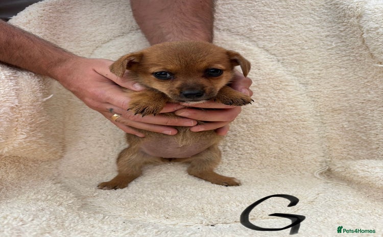 Mixed Breed dogs - Advert 5