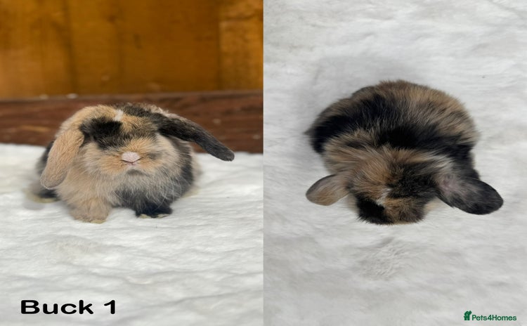 Mini Lop rabbits - Advert 1