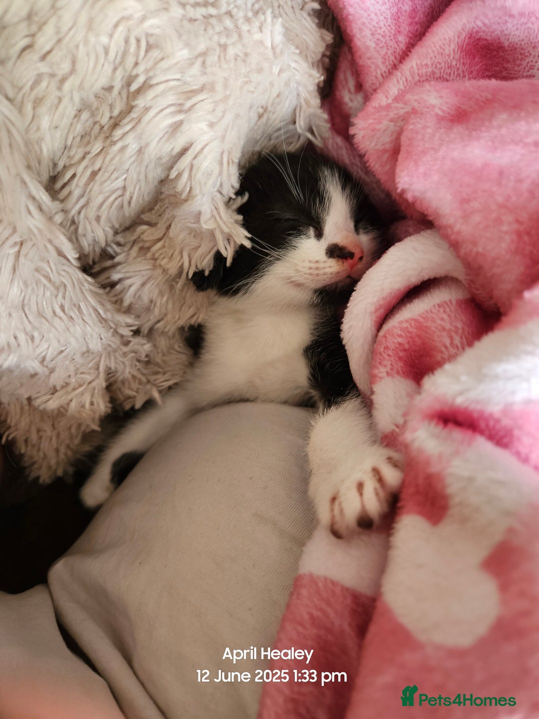 Domestic Shorthair cats for sale: Male kitten  - Image 5