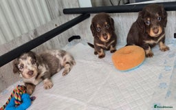 Miniature Dachshund dogs for sale: Miniature long haired dachshunds - Image 1