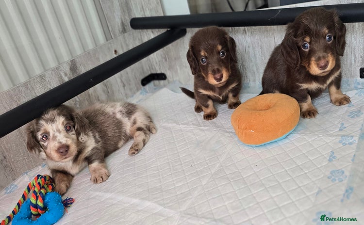Miniature Dachshund dogs - Advert 6