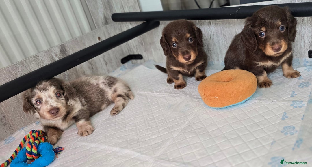 Miniature Dachshund dogs for sale: Miniature long haired dachshunds - Image 1