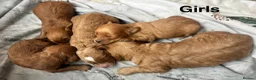 Cockapoo dogs for sale: F1 Cockapoo Puppies  in Axbridge - Advert 6