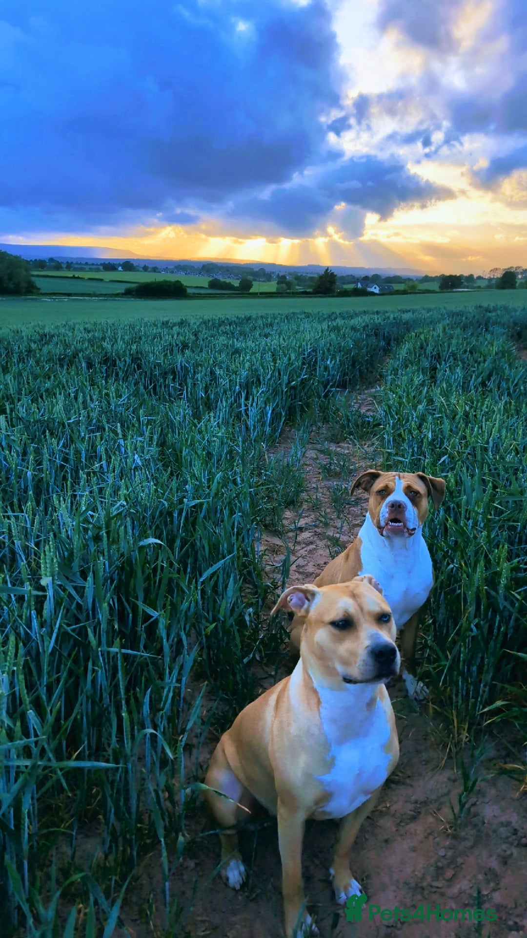 Mixed Breed dogs for sale: Playful, active girl - Image 5