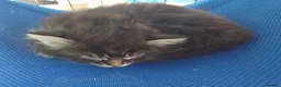 Mixed Breed cats for sale: ❤️Tiny Paws, Big Hearts Ready for Loving Home soon - Advert 12
