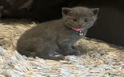 Russian Blue cats for sale: One beautiful Russian blue girl left 🩷 - Advert 18