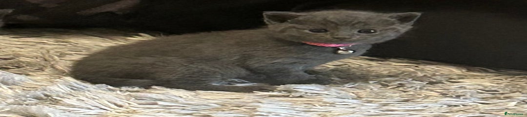 Russian Blue Kitten 1