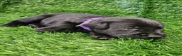 Labrador Retriever dogs for sale: Lovely Labrador puppy’s  in Taunton - Advert 7