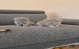 British Shorthair cats for sale: 💙British Shorthair and Long.. Blue kittens ❤️💛💚 - Image 6