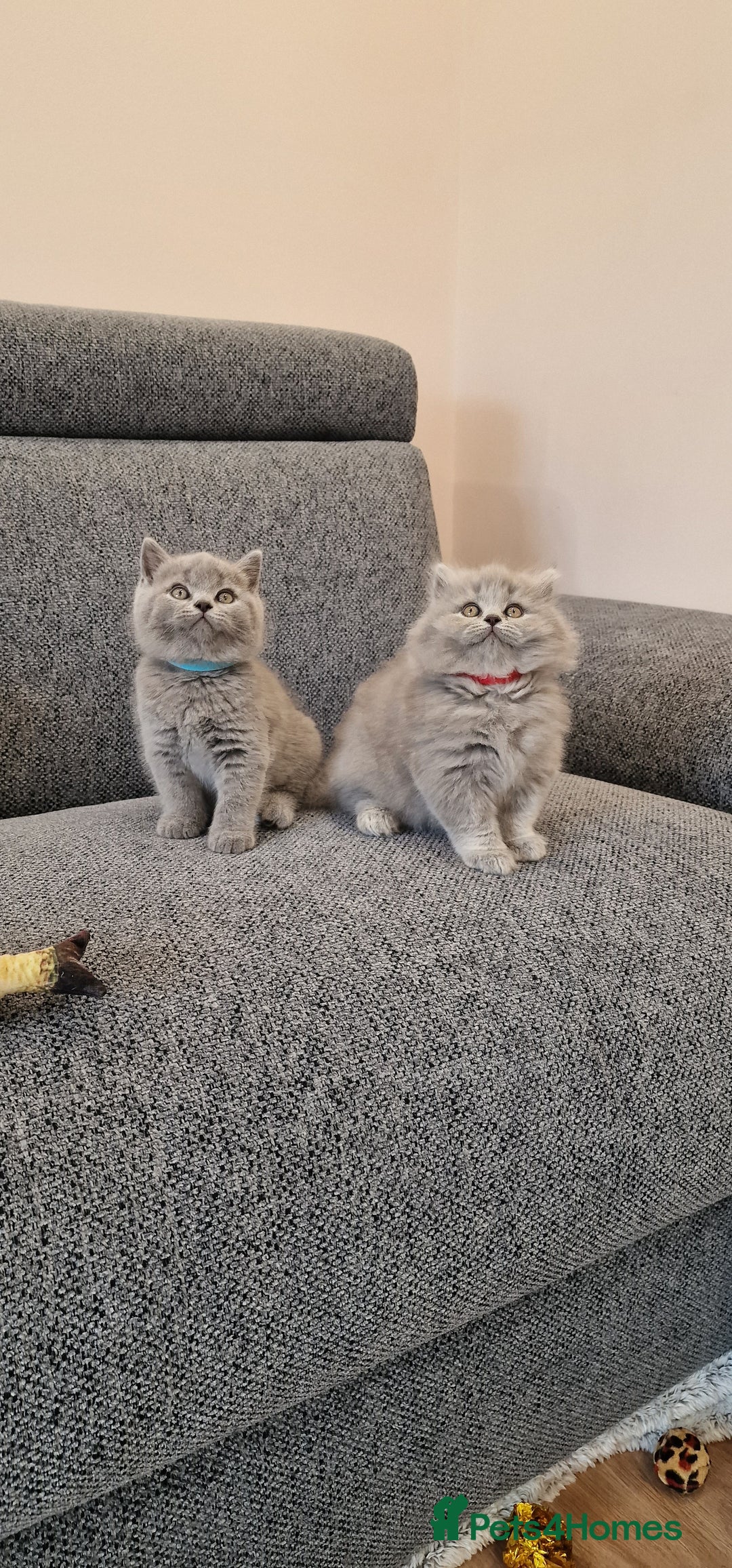 British Shorthair cats for sale: 💙British Shorthair and Long.. Blue kittens ❤️💛💚 - Image 6