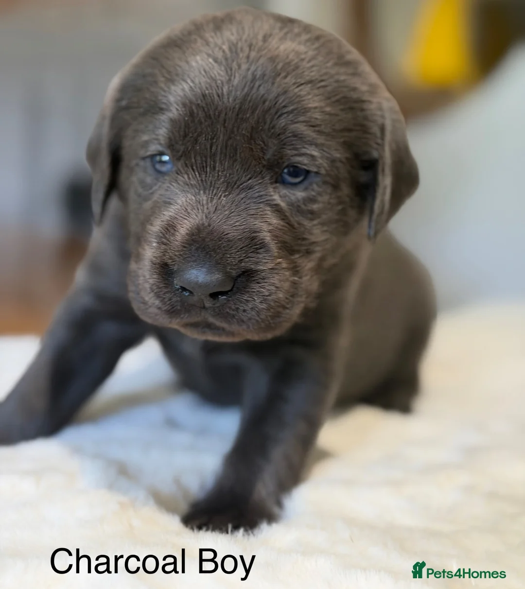 Labrador Retriever dogs for sale: Exceptionally health tested Kc reg Labrador pups - Advert 36