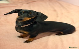 Miniature Dachshund dogs for sale: Miniature Dachshund- Female - 10 months old - Advert 3