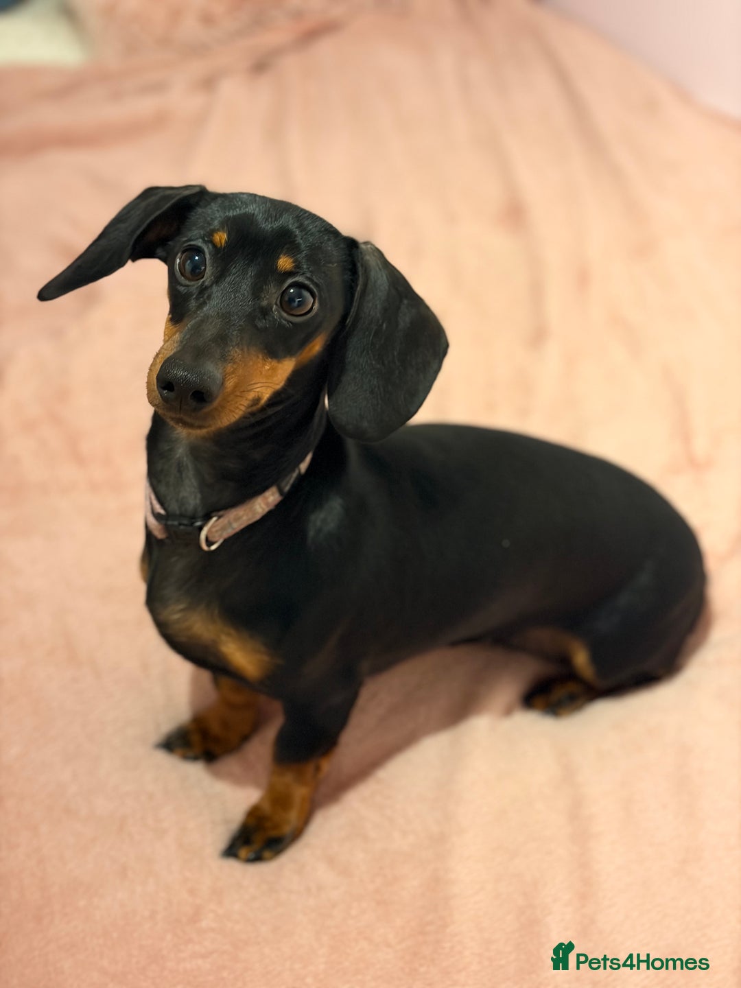 Miniature Dachshund dogs for sale: Miniature Dachshund- Female - 10 months old - Advert 3