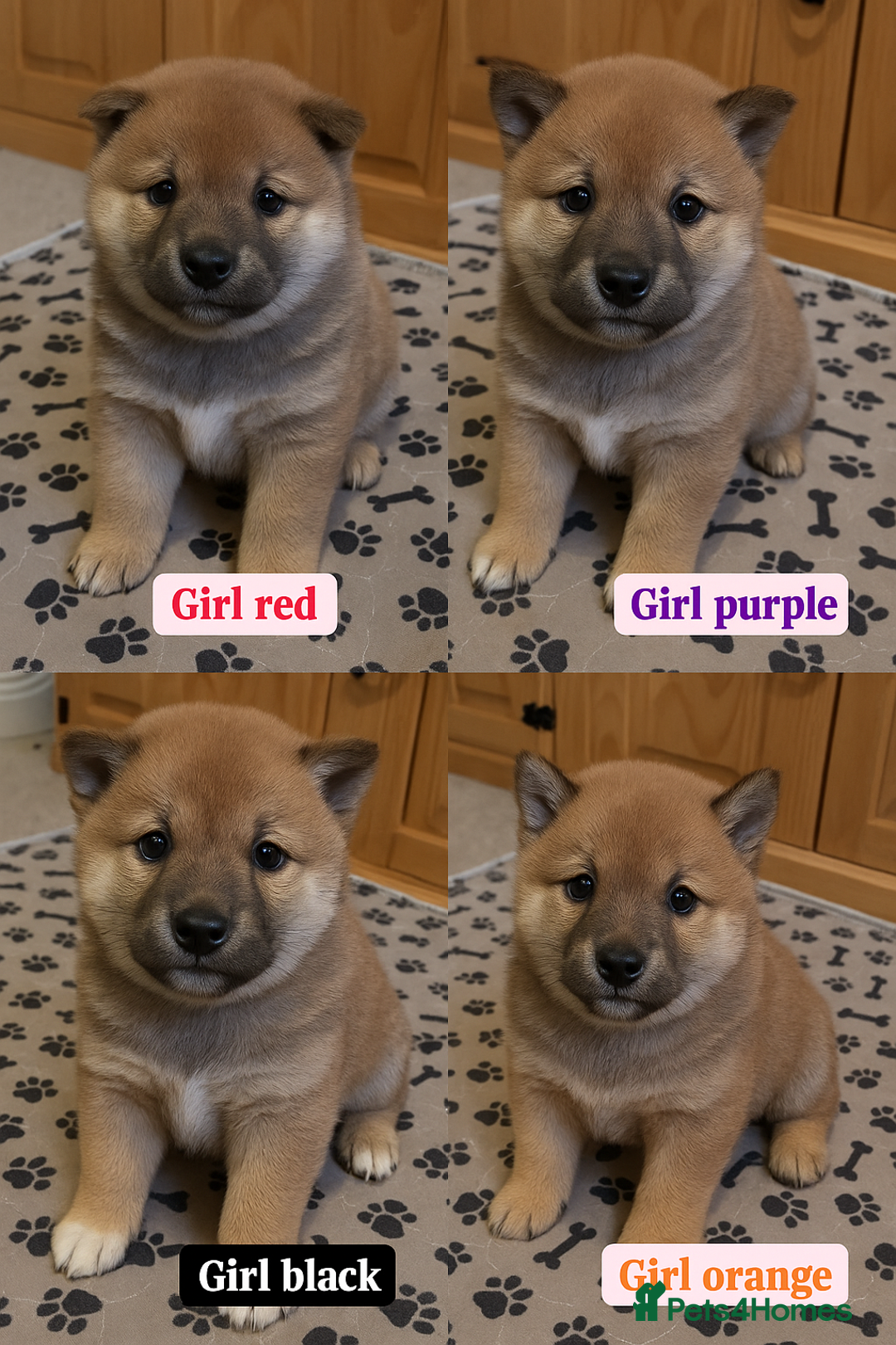Japanese Shiba Inu dogs for sale: Puppy Shiba inu female - Advert 8