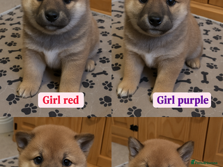 Japanese Shiba Inu dogs Puppy Shiba inu female - Advert 12