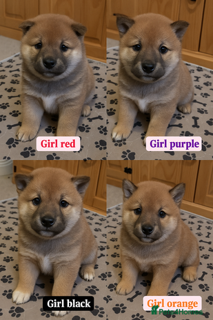 Japanese Shiba Inu dogs Puppy Shiba inu female - Advert 14