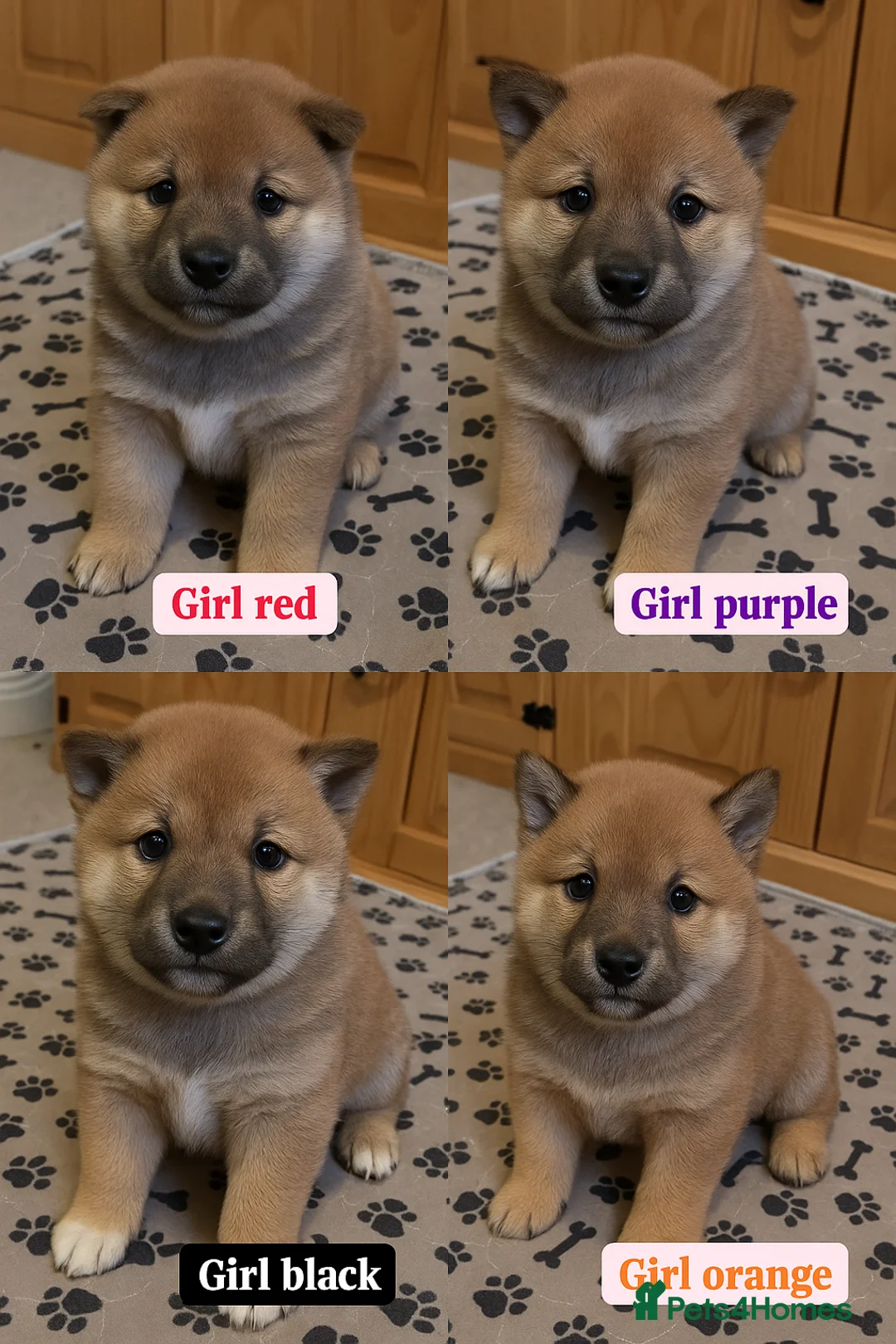 Japanese Shiba Inu dogs for sale: Puppy Shiba inu female - Advert 17