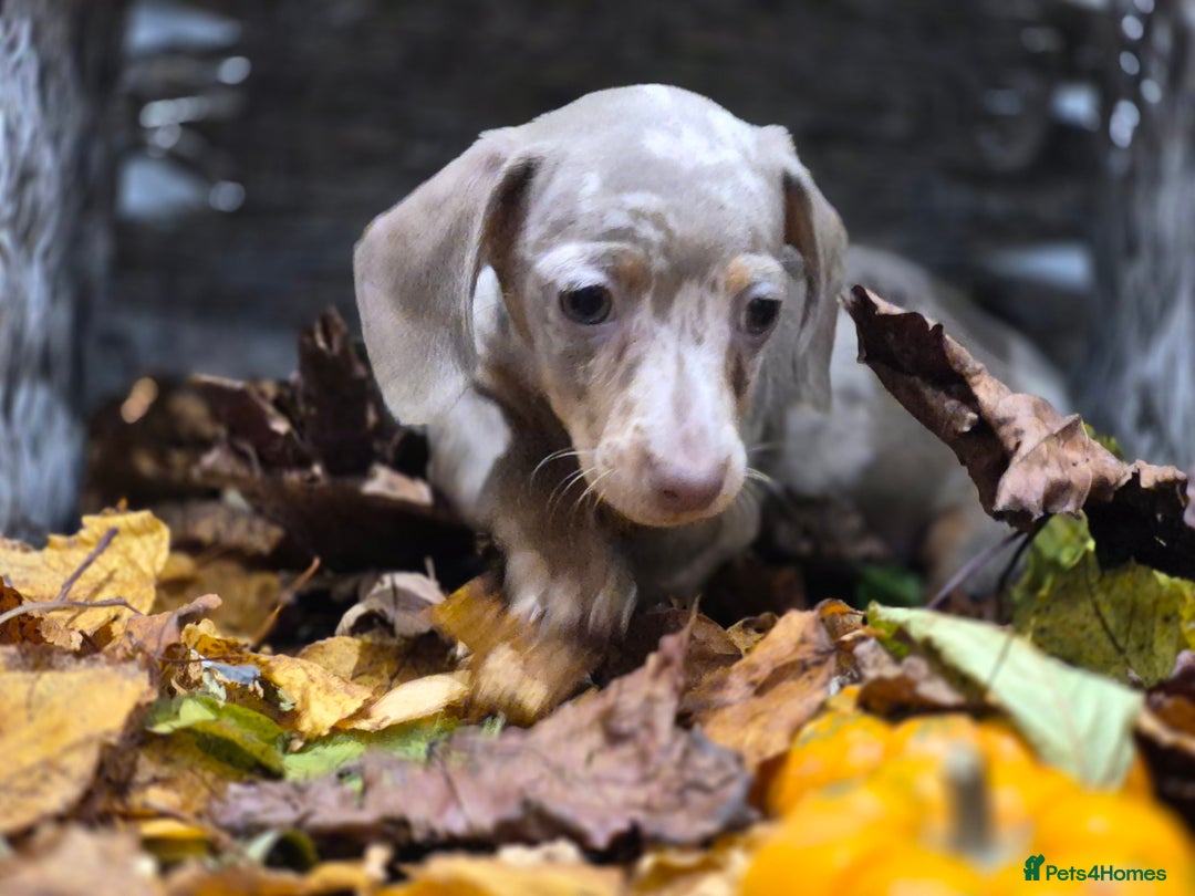 Miniature Dachshund dogs for sale: TRUE MINIATURE DASCHUND BABIES only 5 - Image 40