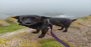 Mixed Breed dogs - Advert 5