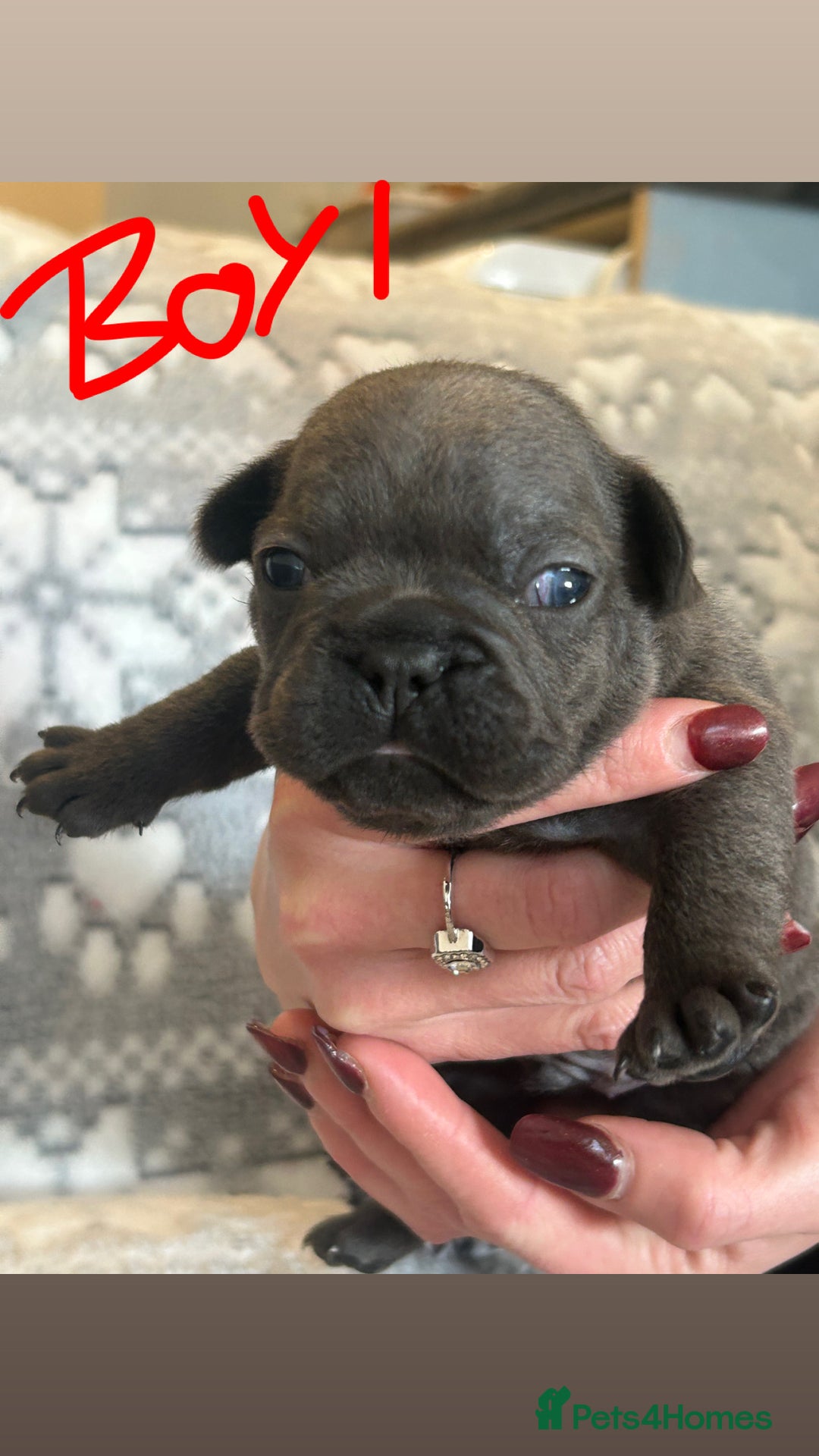 French Bulldog dogs for sale: gorgeous frenchie pups available 🥰 - Advert 3