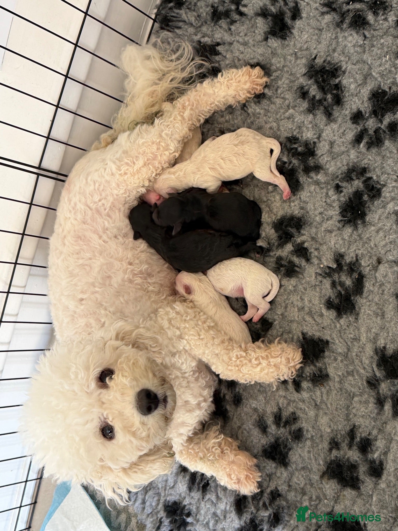 Poochon dogs Outstanding F1 health tested puppies - Advert 1