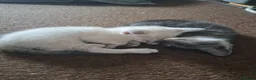Siamese cats for sale: Siamese mix in Bedford - Advert 16