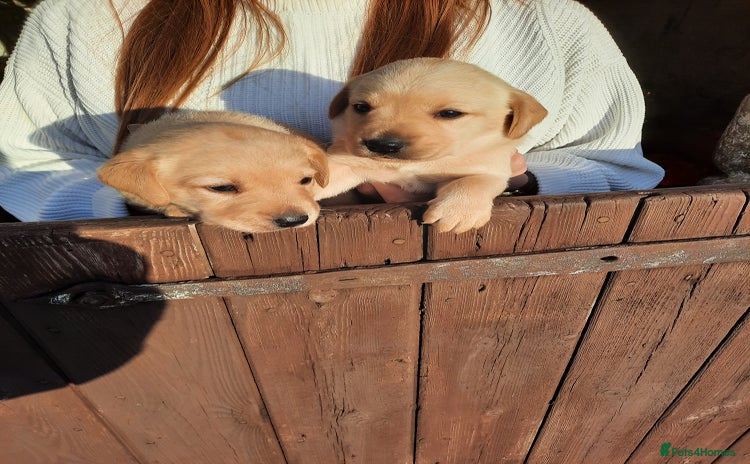 Labrador Retriever dogs - Advert 16