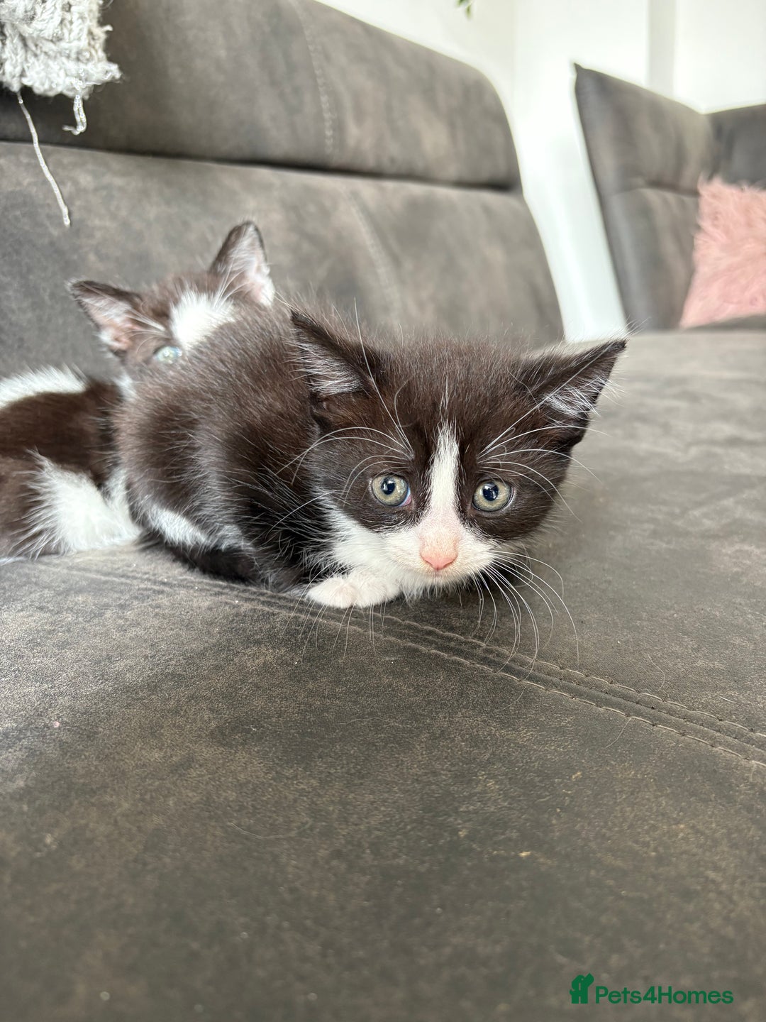 Turkish Van cats for sale: Kittens for sale - Image 3