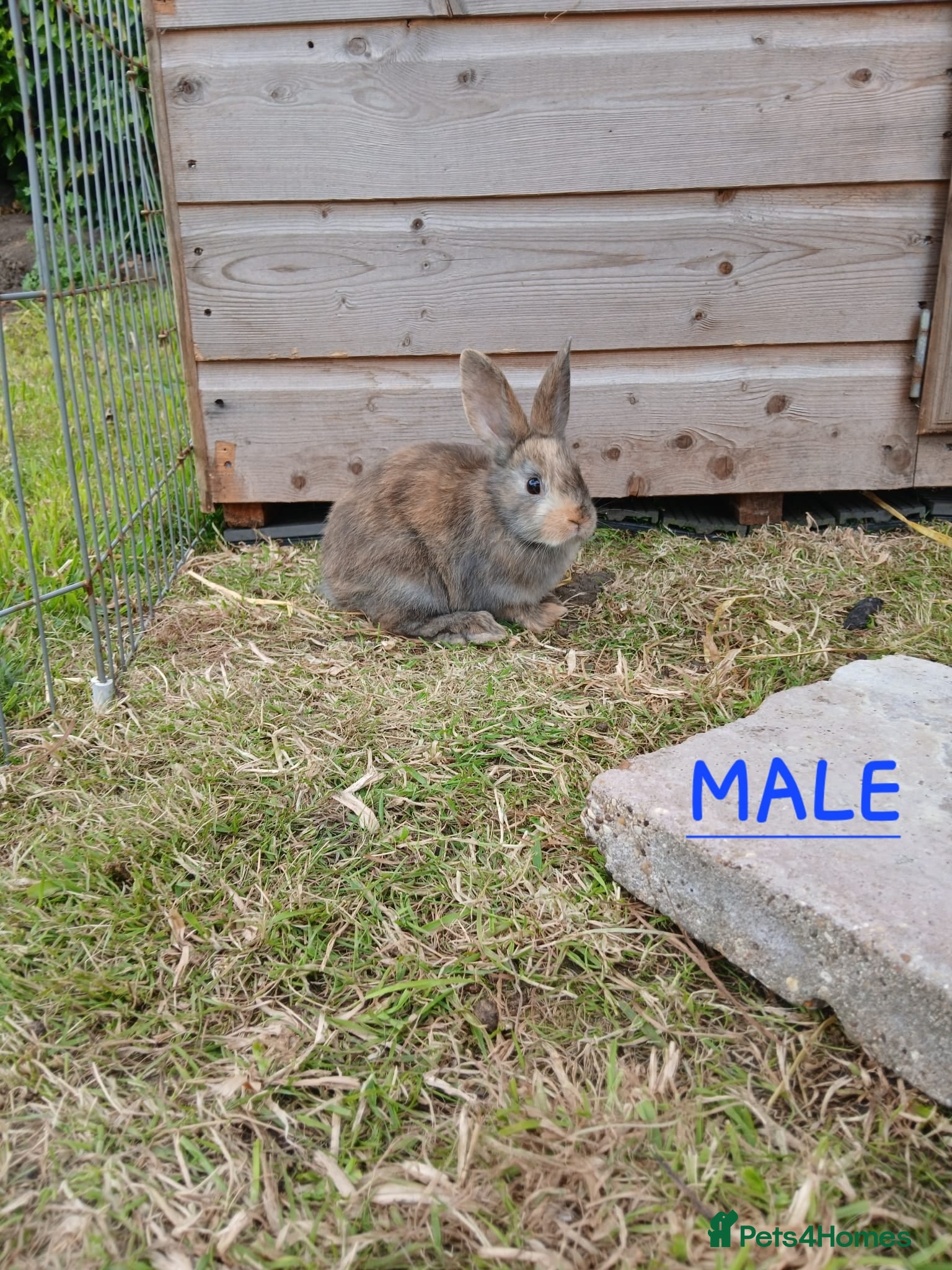Mixed Breed rabbits Mini lop cross babies  - Advert 1
